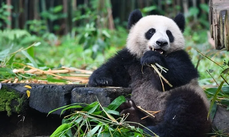 AiluMe Panda National Theme Park — 4