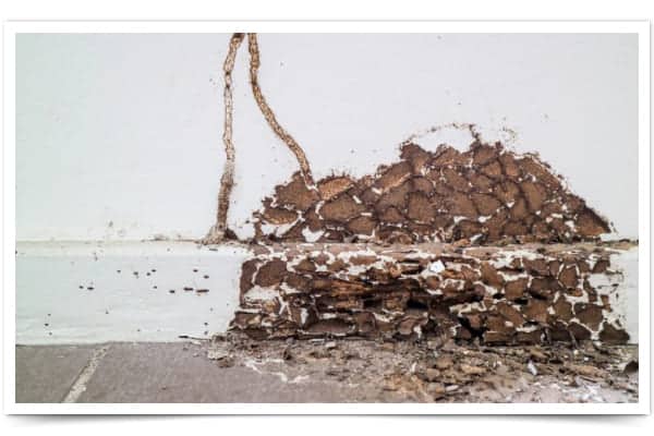 Wood Damage Termites primarily consume fibrous materials, wood, and wooden products, damaging pillars, door frames, floors, and furniture. A hollow sound or visible indentations upon tapping these areas may indicate internal termite damage.