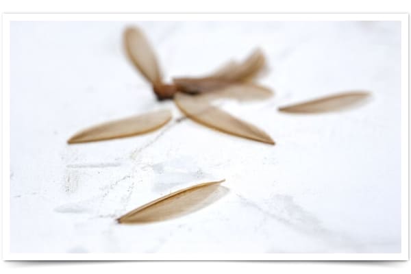 Winged Termites During mating season, termites become reproductive winged forms. After entering a residence and finding a mate, they shed their wings in a behavior known as " nuptial flight" .A large number of shed wings on window sills or floors may indicate termite infestation.